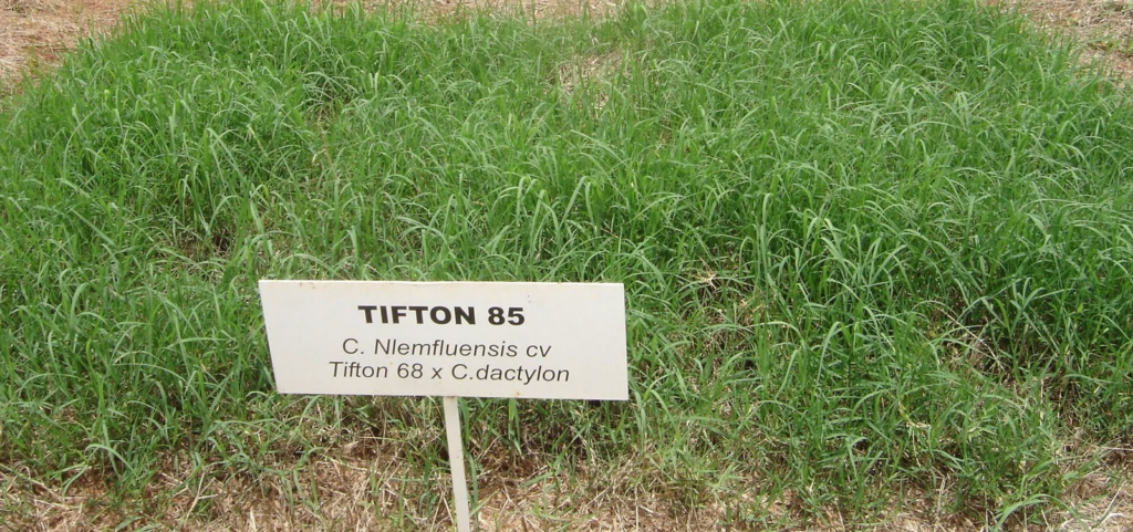 Capim Tifton 85 e suas variedades progenitoras
