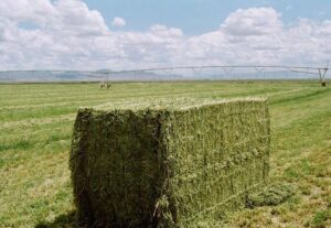 Conservação de forragens 