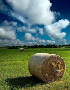 Fenação: Técnicas e Armazenamento