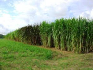 Capim Elefante Gigante Sem Pelo: Sua história e evolução
