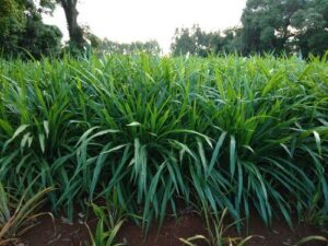 BRS Kurumi: Sua história e evolução