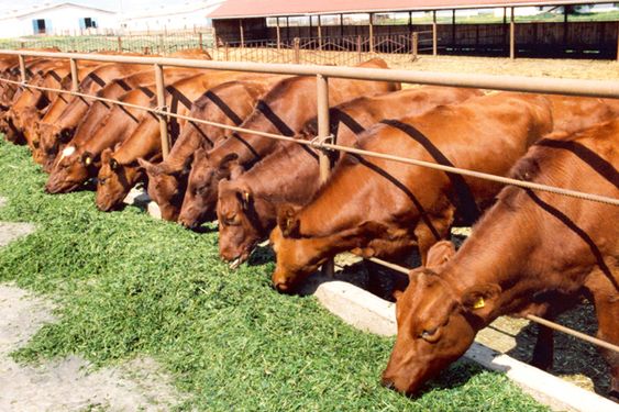Bovino consumindo forragem conservada
