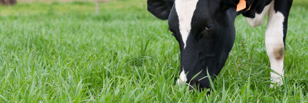 Manejo planejado de animais e piquetes de pastagem