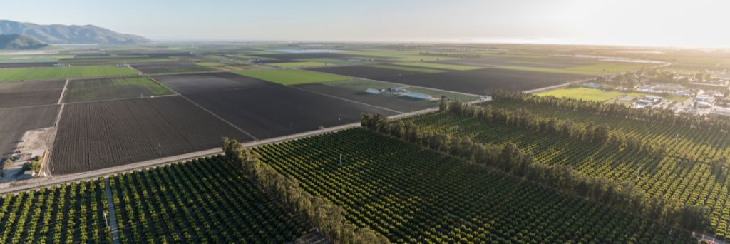 Sistema de produção pecuária planejado a partir da base forrageira