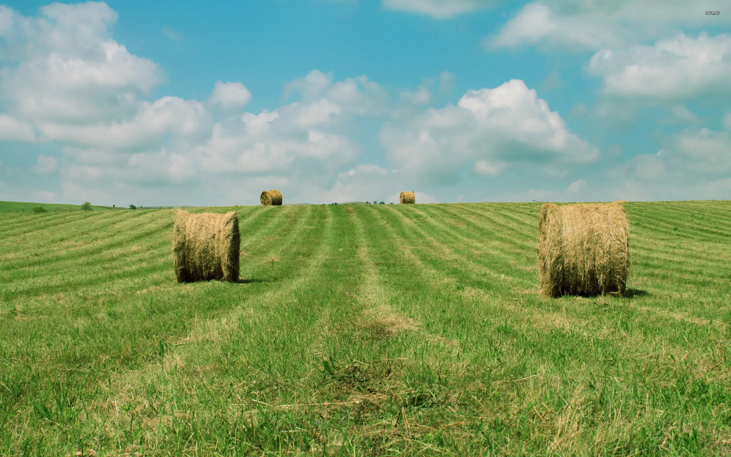 Campo de Tifton 85 destinado à produção de feno